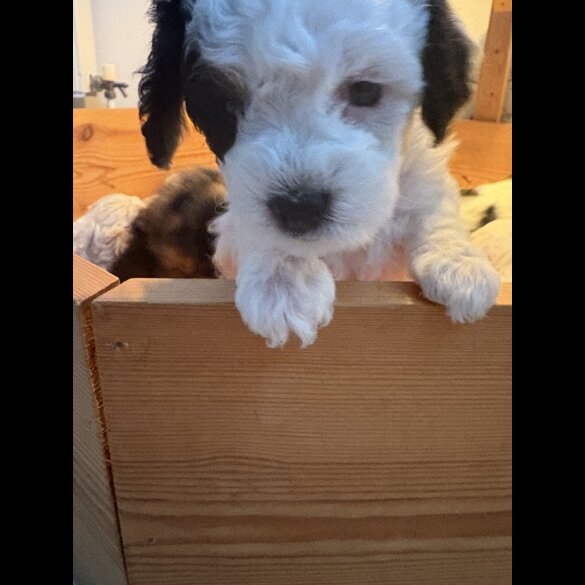 Poochon - Both