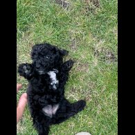 Poochon - Both