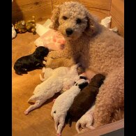 Poochon - Both