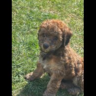 Poochon - Both