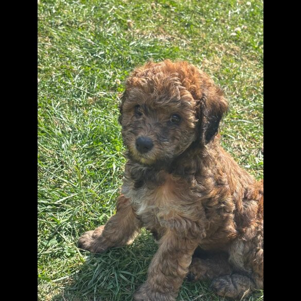 Poochon - Both