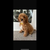 Cavapoo - Both