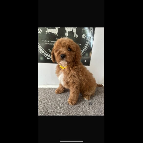 Cavapoo - Both