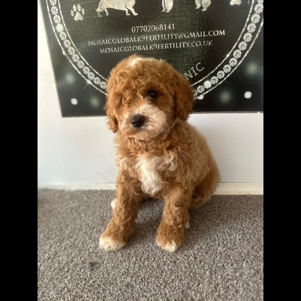 Cavapoo - Both