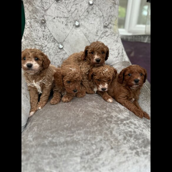 Cavapoo - Both