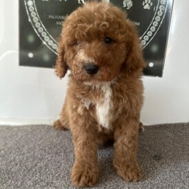 Cavapoo - Both