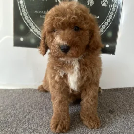 Cavapoo - Both