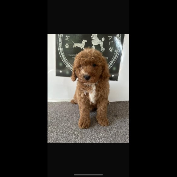 Cavapoo - Both