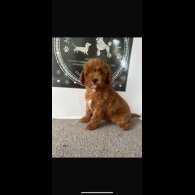 Cavapoo - Both
