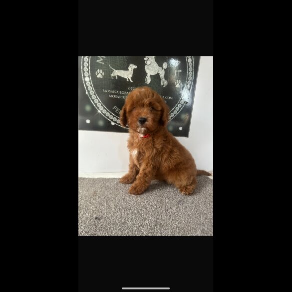 Cavapoo - Both