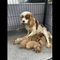 Cavapoo - Both