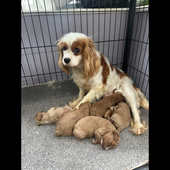 Cavapoo - Both