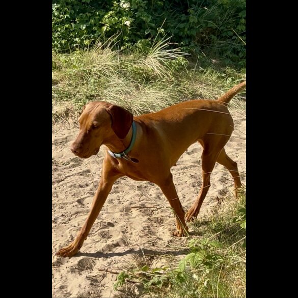 Hungarian Vizsla - Both