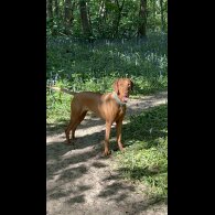 Hungarian Vizsla - Both