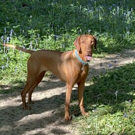 Hungarian Vizsla - Both
