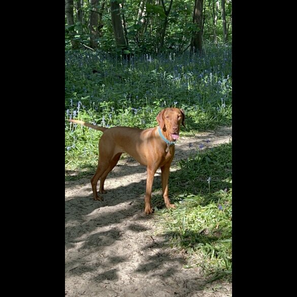 Hungarian Vizsla - Both
