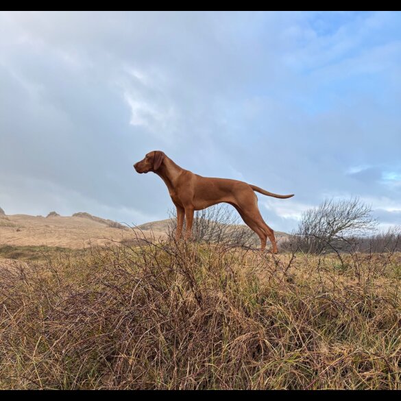 Hungarian Vizsla - Both