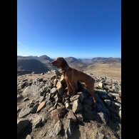 Hungarian Vizsla - Both