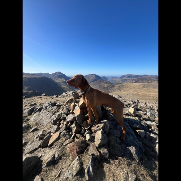 Hungarian Vizsla - Both