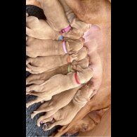 Hungarian Vizsla - Both