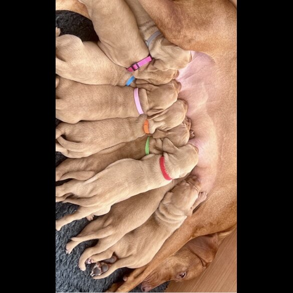 Hungarian Vizsla - Both