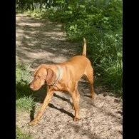 Hungarian Vizsla - Both