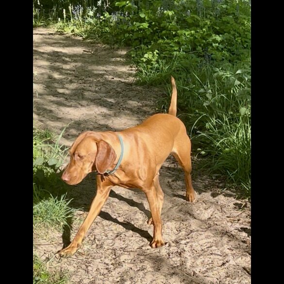 Hungarian Vizsla - Both