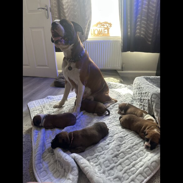 Boxer - Both