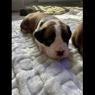 Boxer - Both