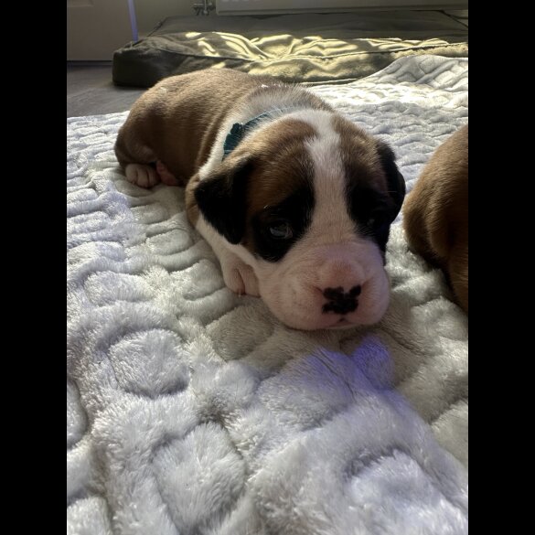 Boxer - Both