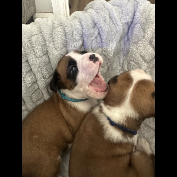 Boxer - Both