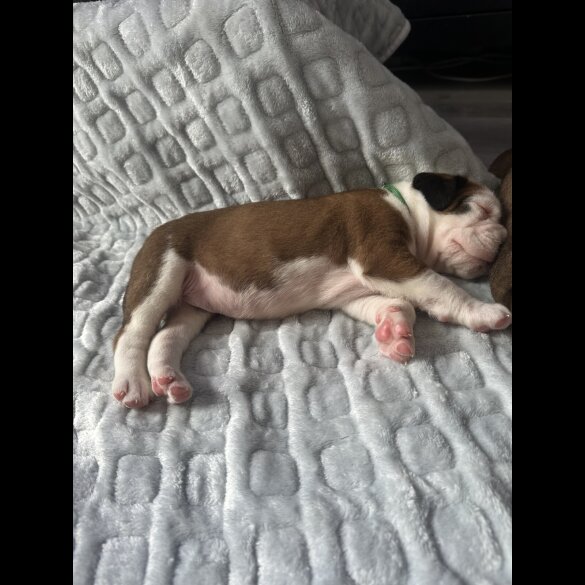Boxer - Both