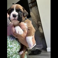 Boxer - Both