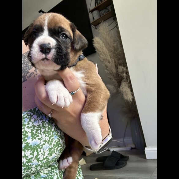 Boxer - Both