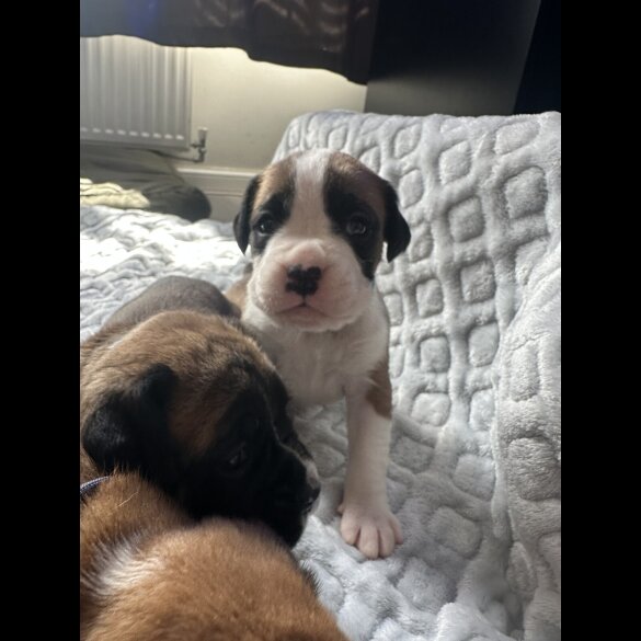 Boxer - Both