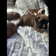 Boxer - Both