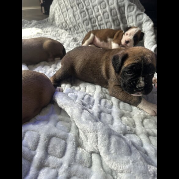 Boxer - Both