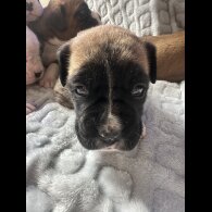 Boxer - Both