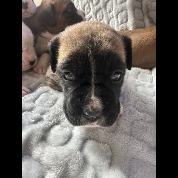 Boxer - Both