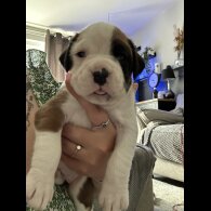 Boxer - Both