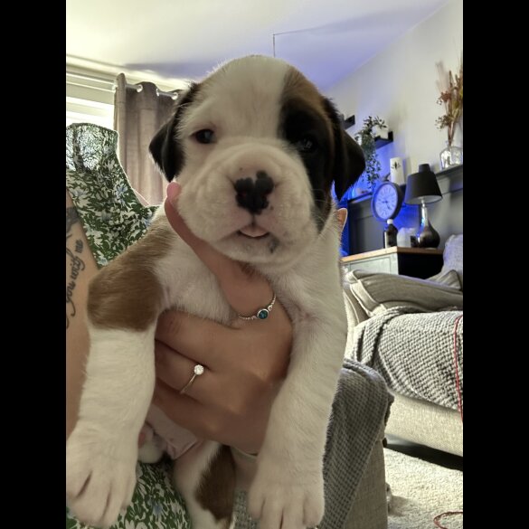Boxer - Both