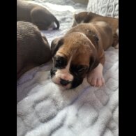 Boxer - Both