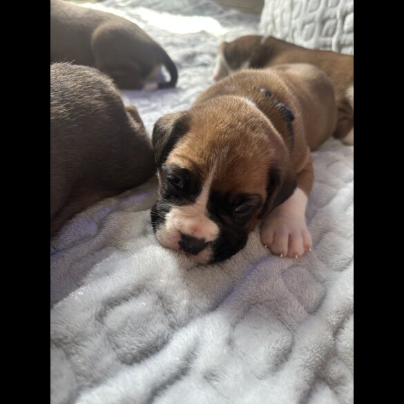 Boxer - Both