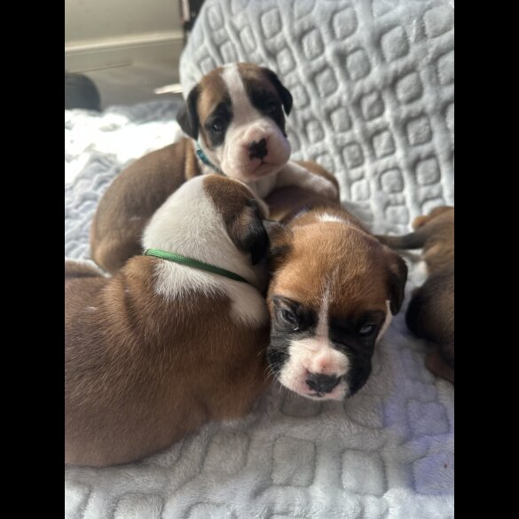 Boxer - Both