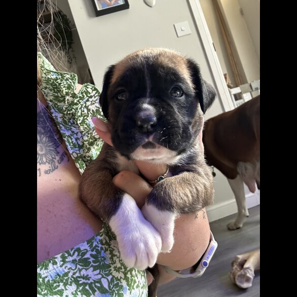 Boxer - Both