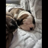 Boxer - Both
