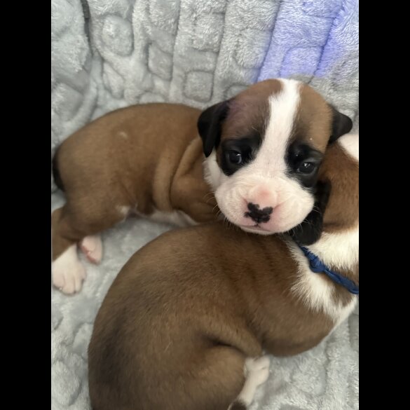 Boxer - Both