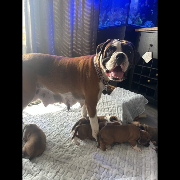 Boxer - Both