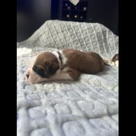 Boxer - Both