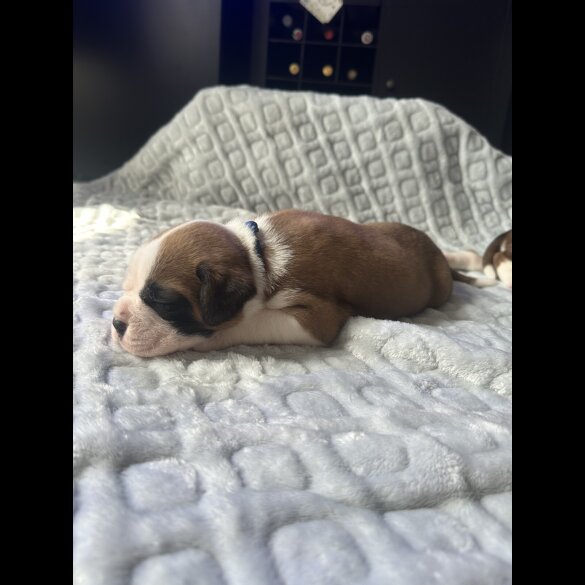 Boxer - Both